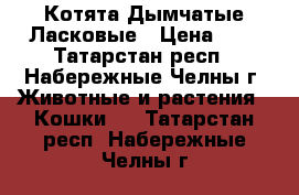 Котята Дымчатые Ласковые › Цена ­ 1 - Татарстан респ., Набережные Челны г. Животные и растения » Кошки   . Татарстан респ.,Набережные Челны г.